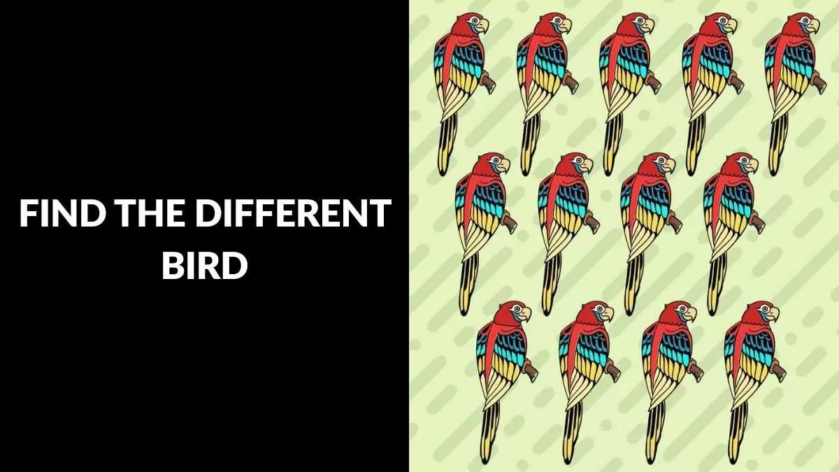 Find the different bird