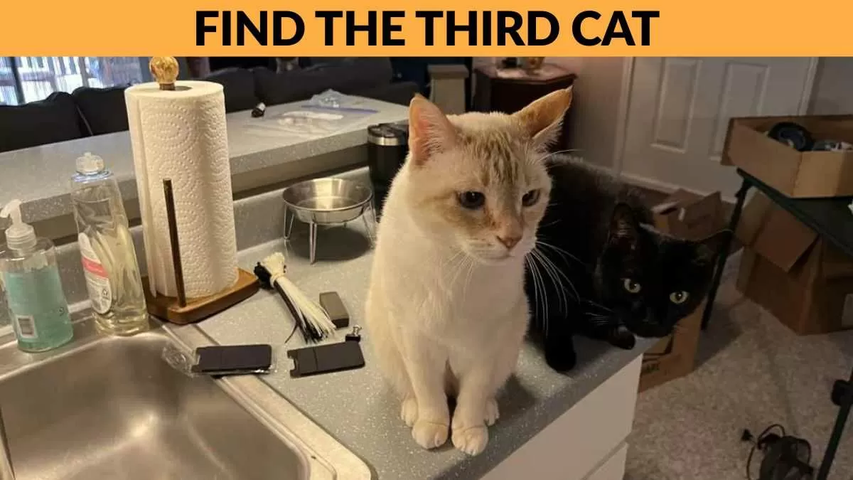 Find the third cat