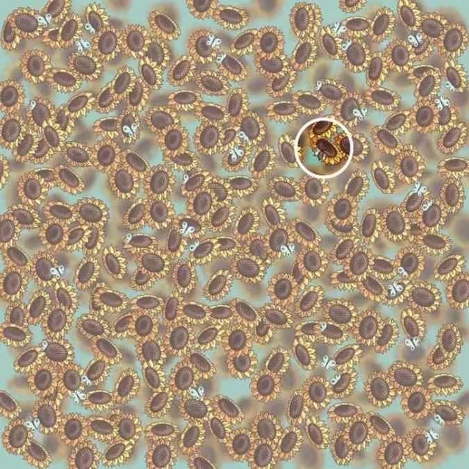 hidden optical illusions with answers