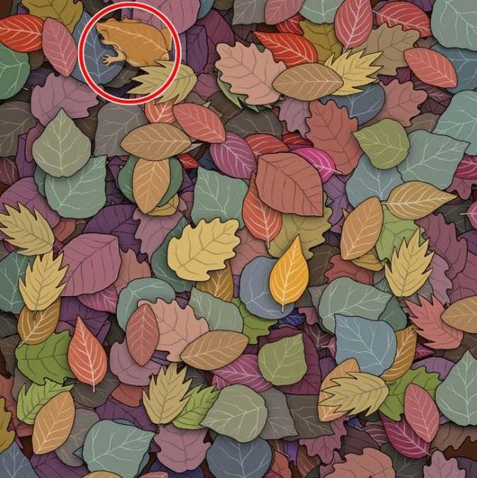 hidden optical illusions with answers