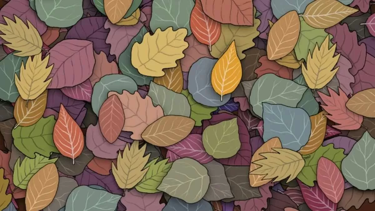 Spot The Frog.