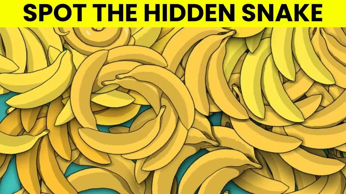 Spot The Snake.