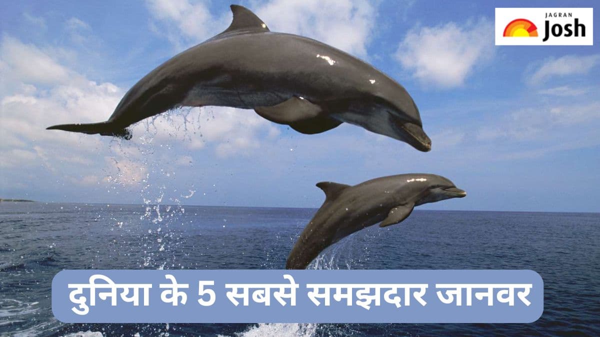 दुनिया के 5 सबसे समझदार जानवरों की लिस्ट, यहां देखें  