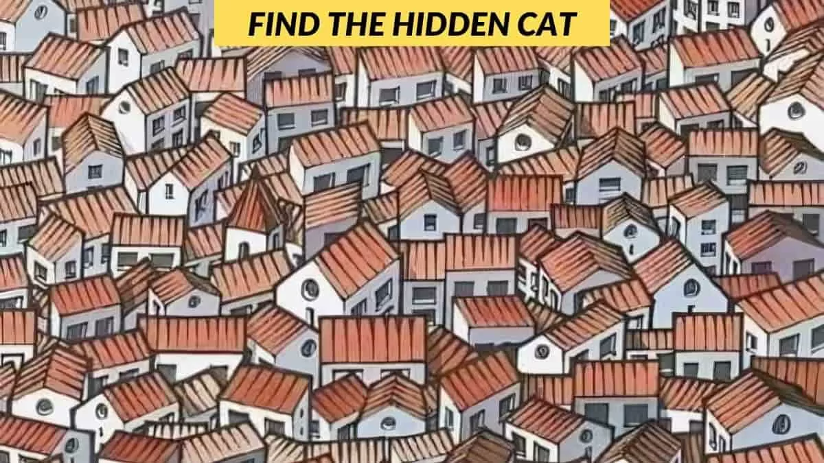Find the hidden cat