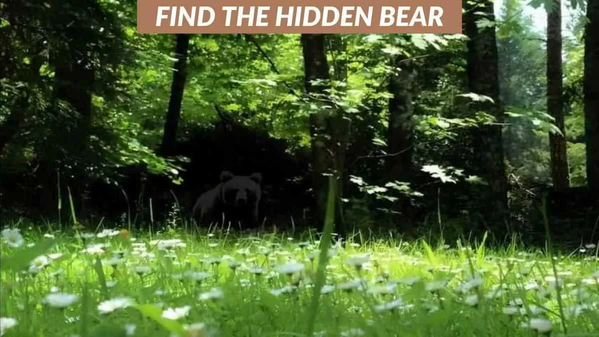 Find the hidden bear
