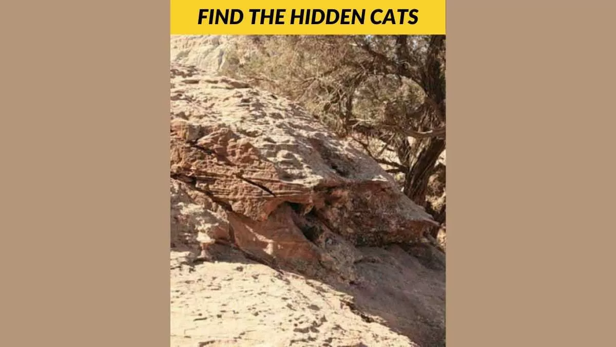 Find the hidden cats
