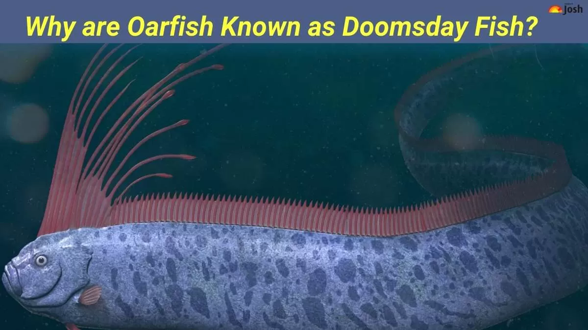 Why are Oarfish known as Doomsday Fish? All you need to know
