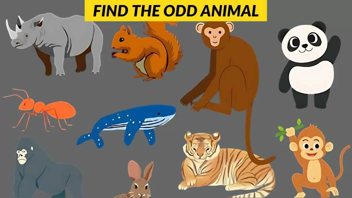Find the odd animal