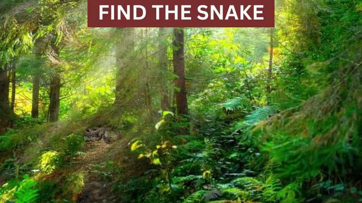 Find the hidden snake