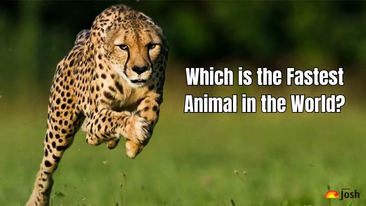 Which is the Fastest Animal in the World 