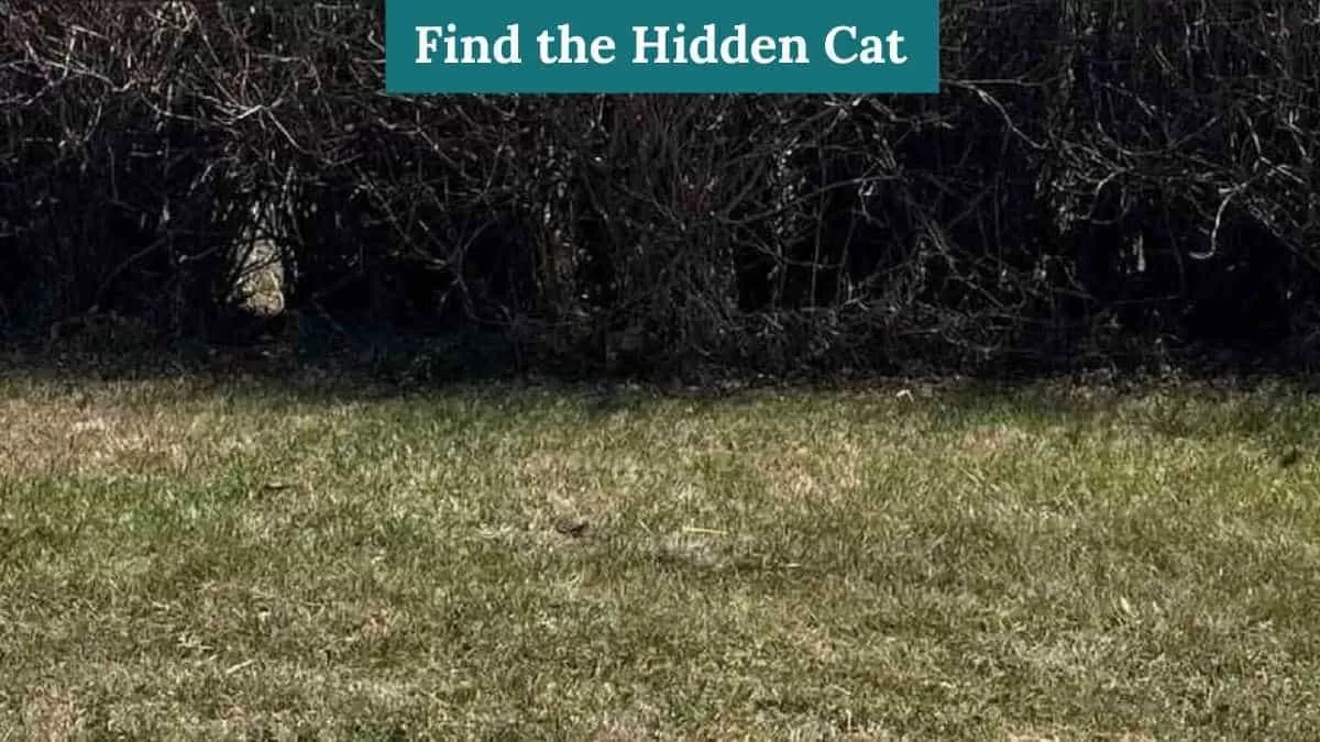 Find the hidden cat