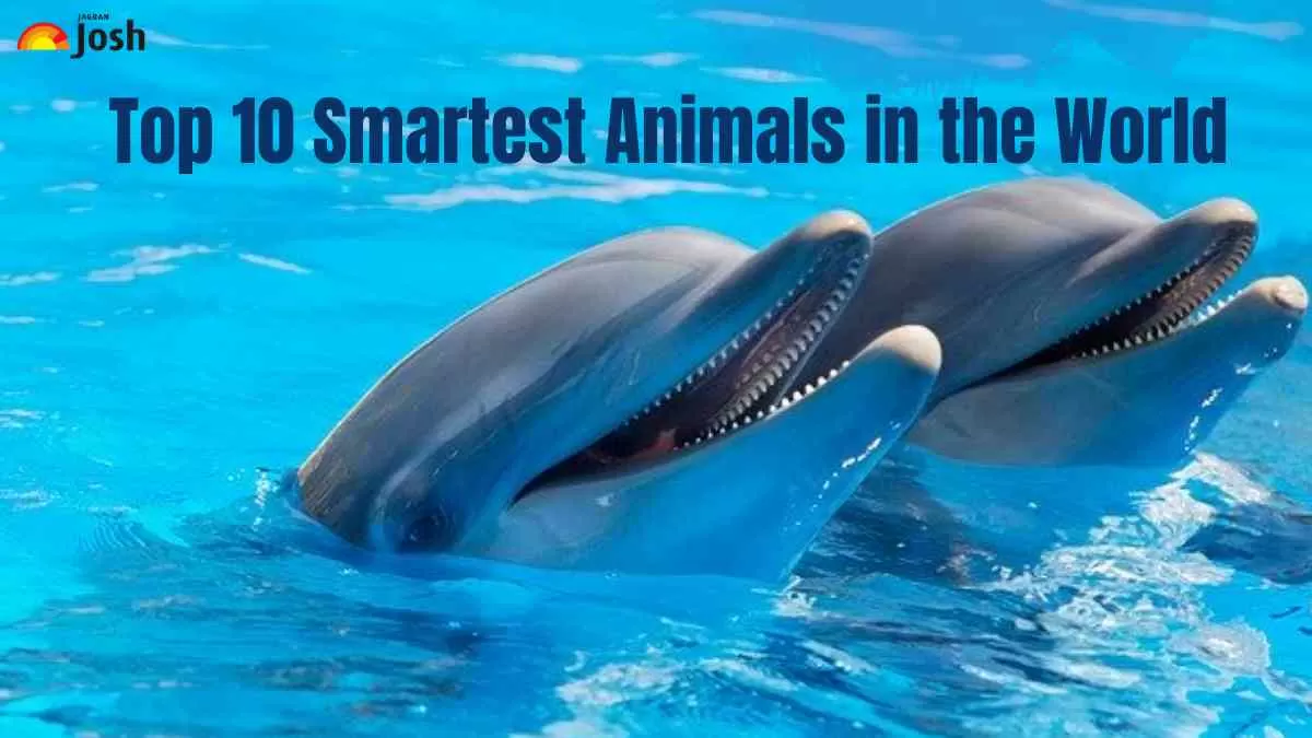 Top 10 Smartest Animals
