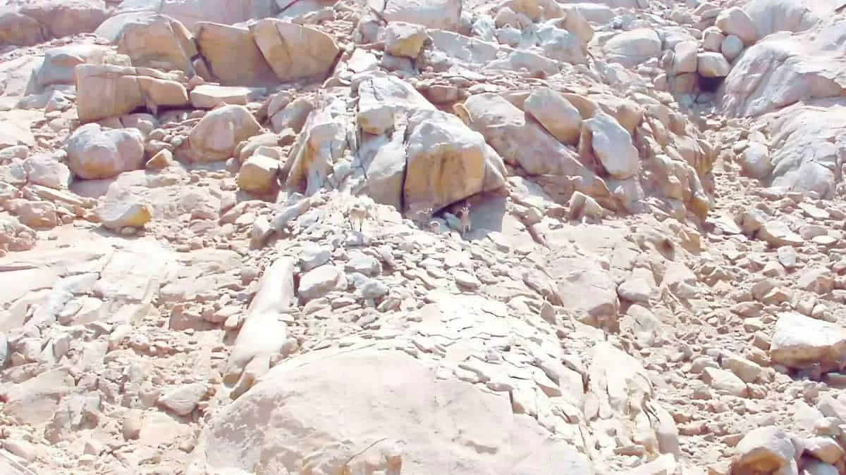 Find 4 Deer