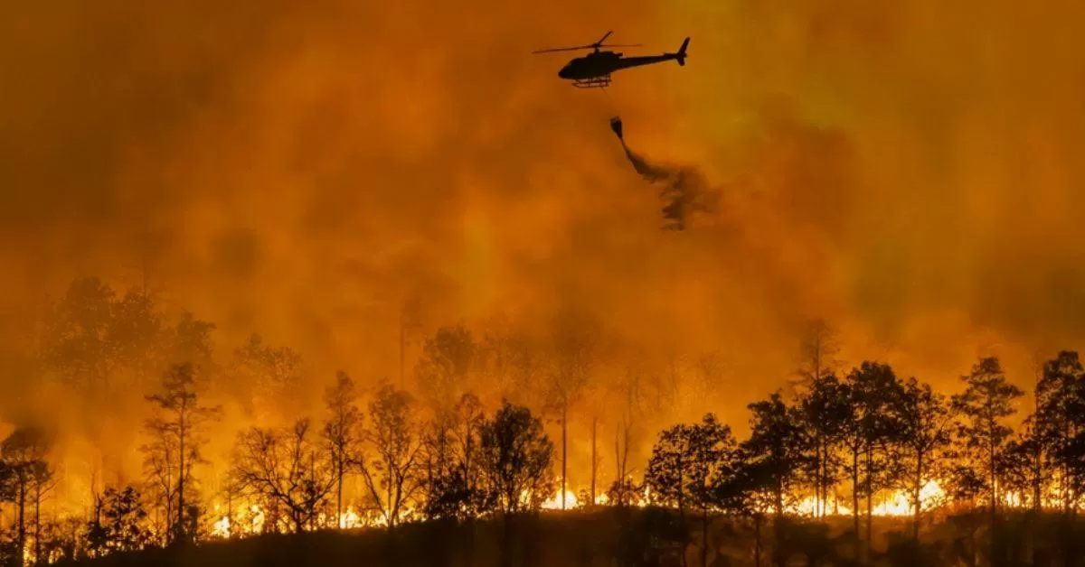 What Causes Wildfires