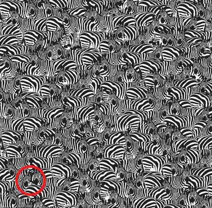 hidden optical illusions with answers