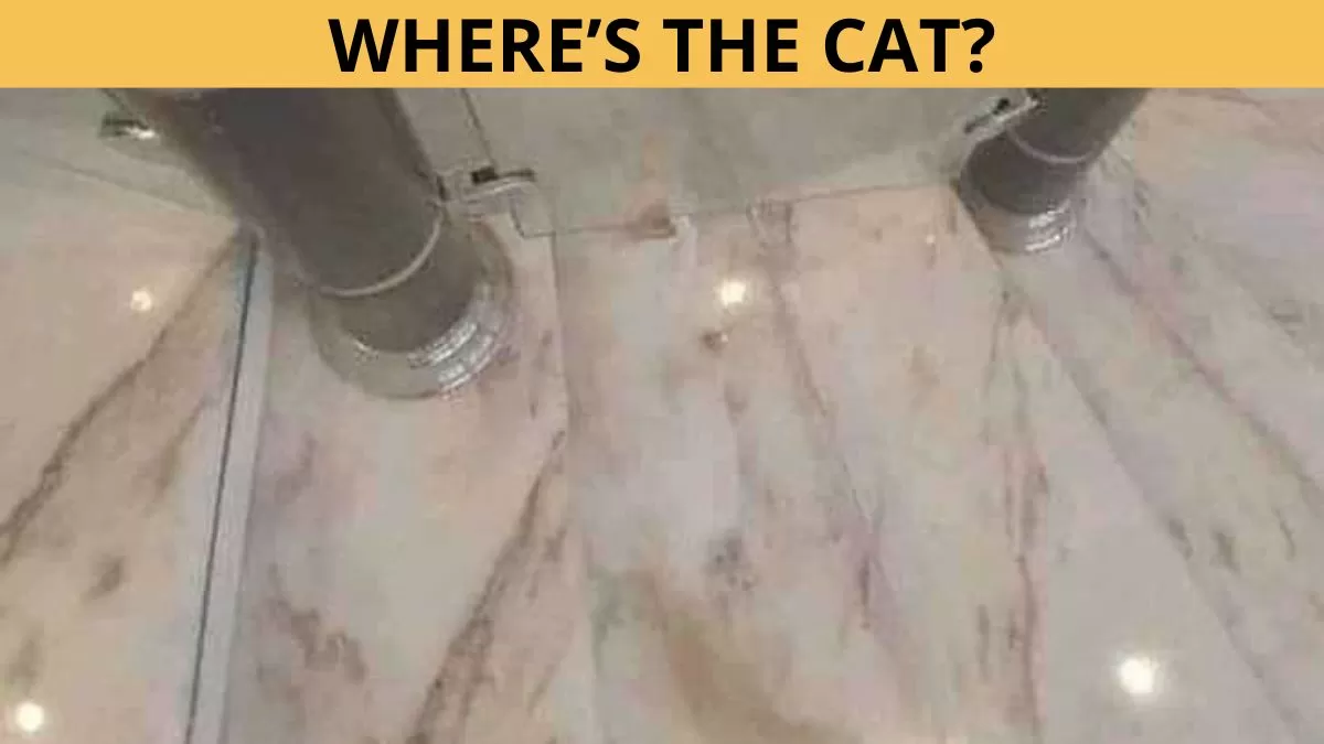 Find the cat