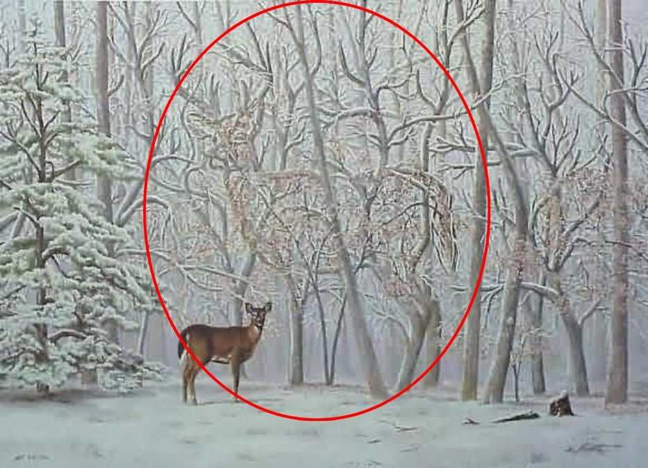 hidden optical illusions with answers