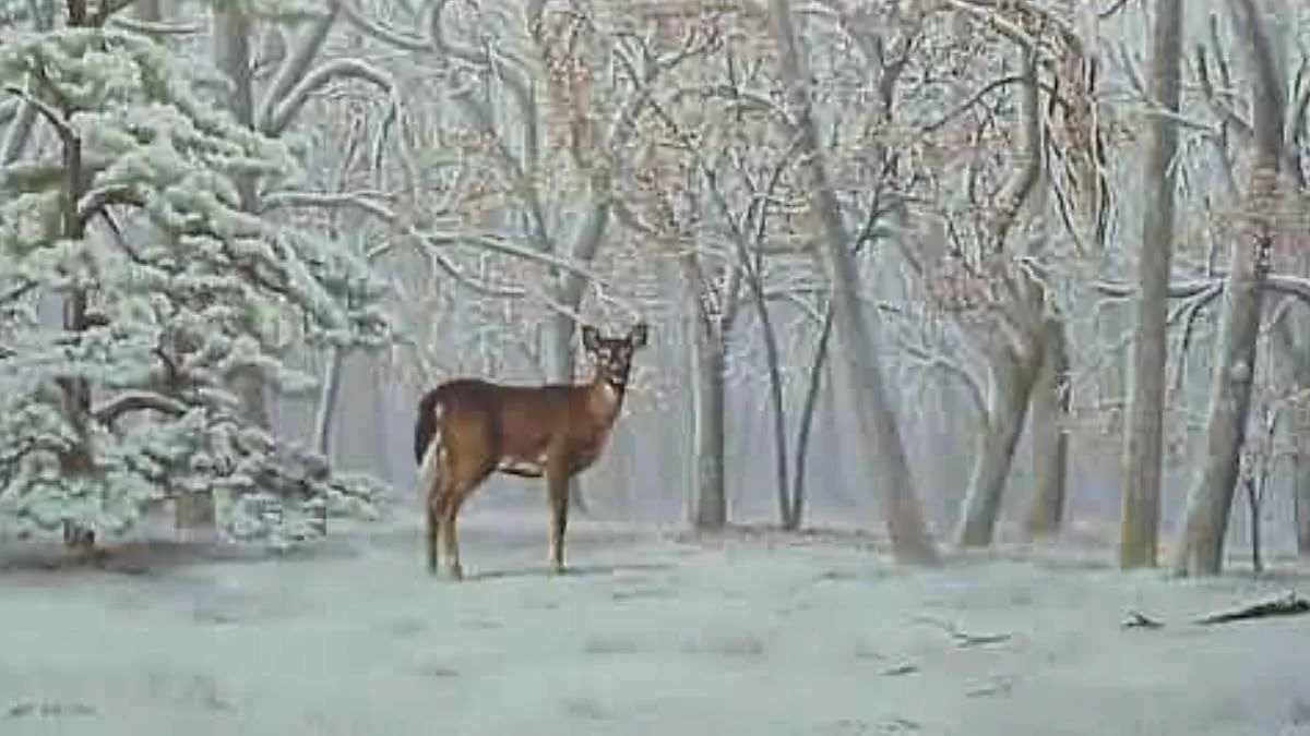 Spot the hidden deer.
