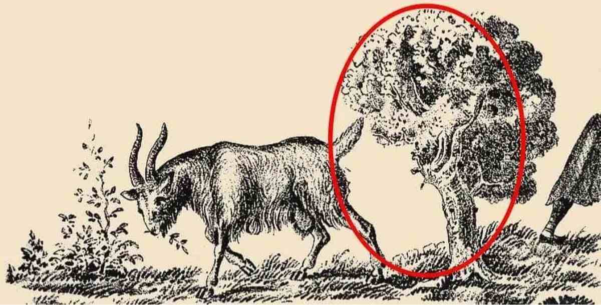 optical illusion hidden images with answers