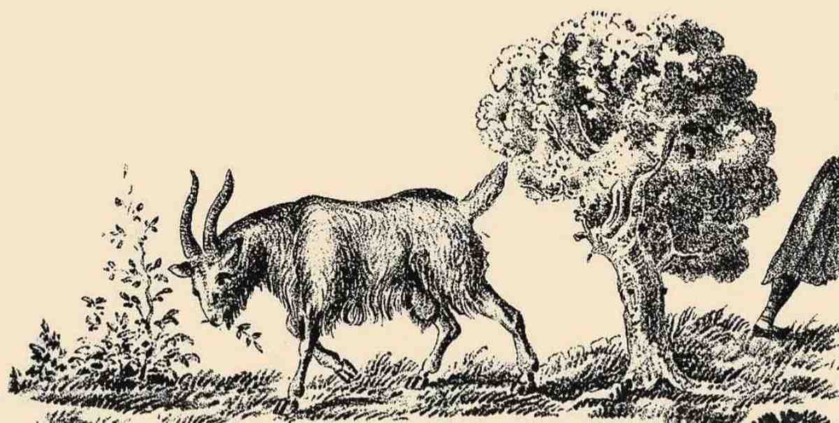 optical illusion hidden images with answers