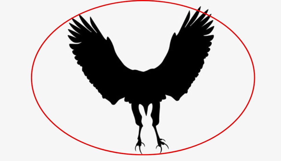 optical illusion personality test