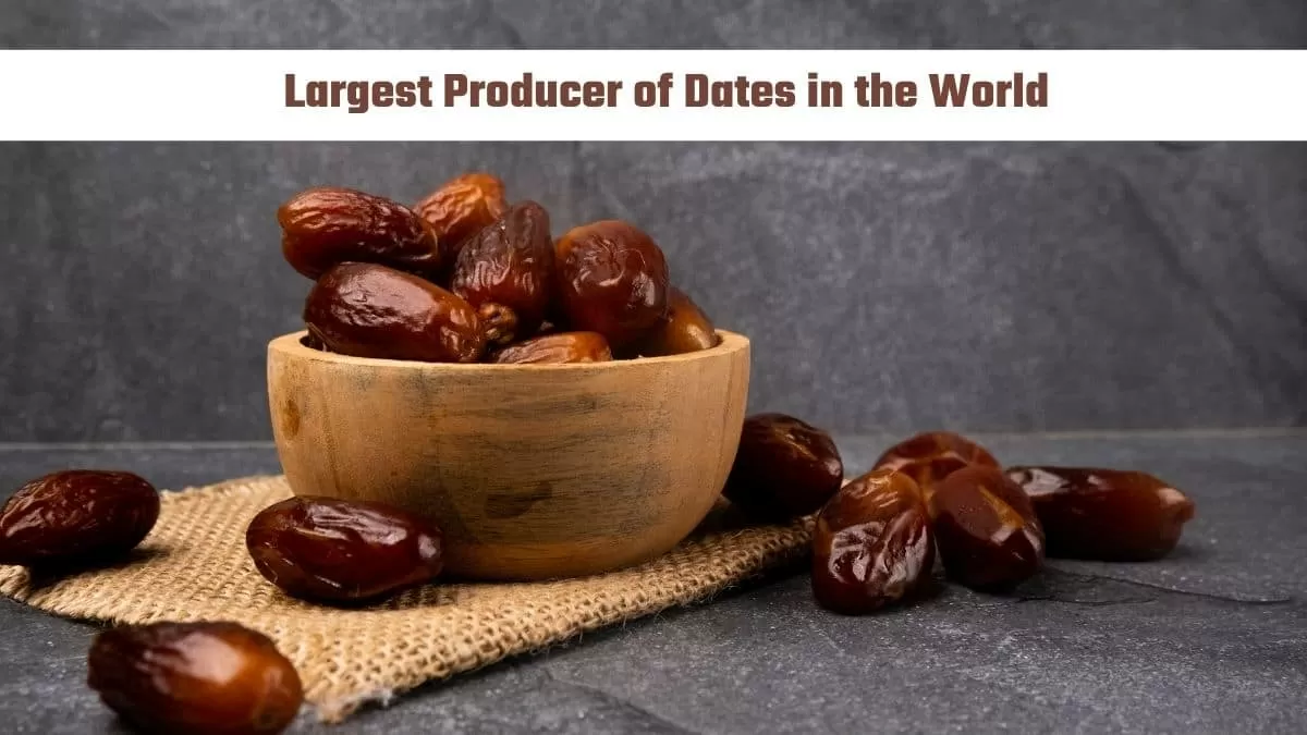 largest producer of dates in the world 