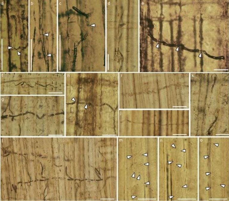 blue-stain fungi