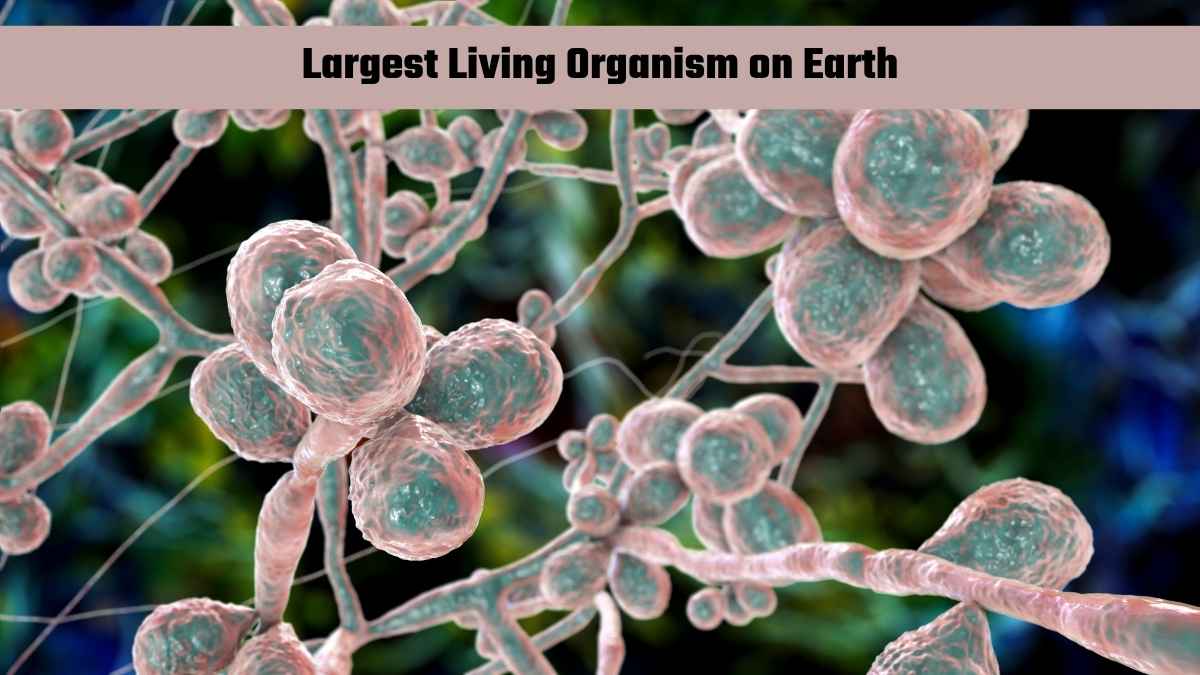 What Is the Largest Living Organism on Earth?