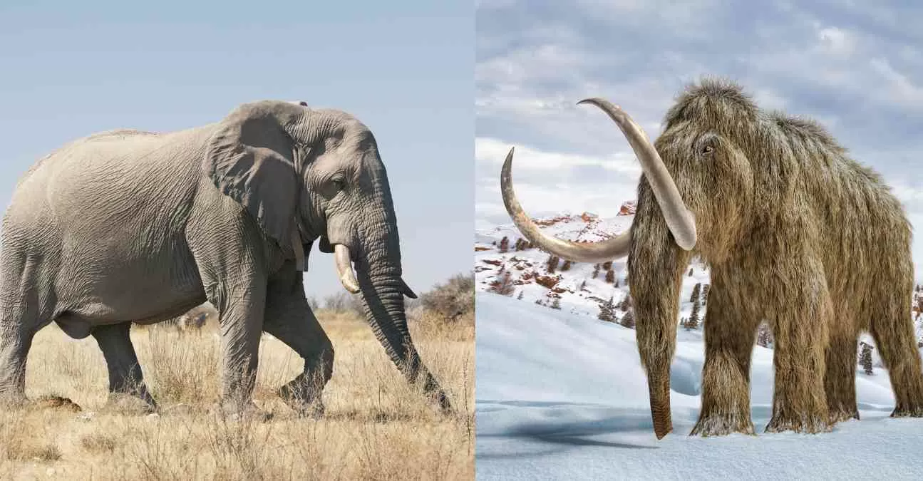 What is the Difference Between Elephants and Mammoths?
