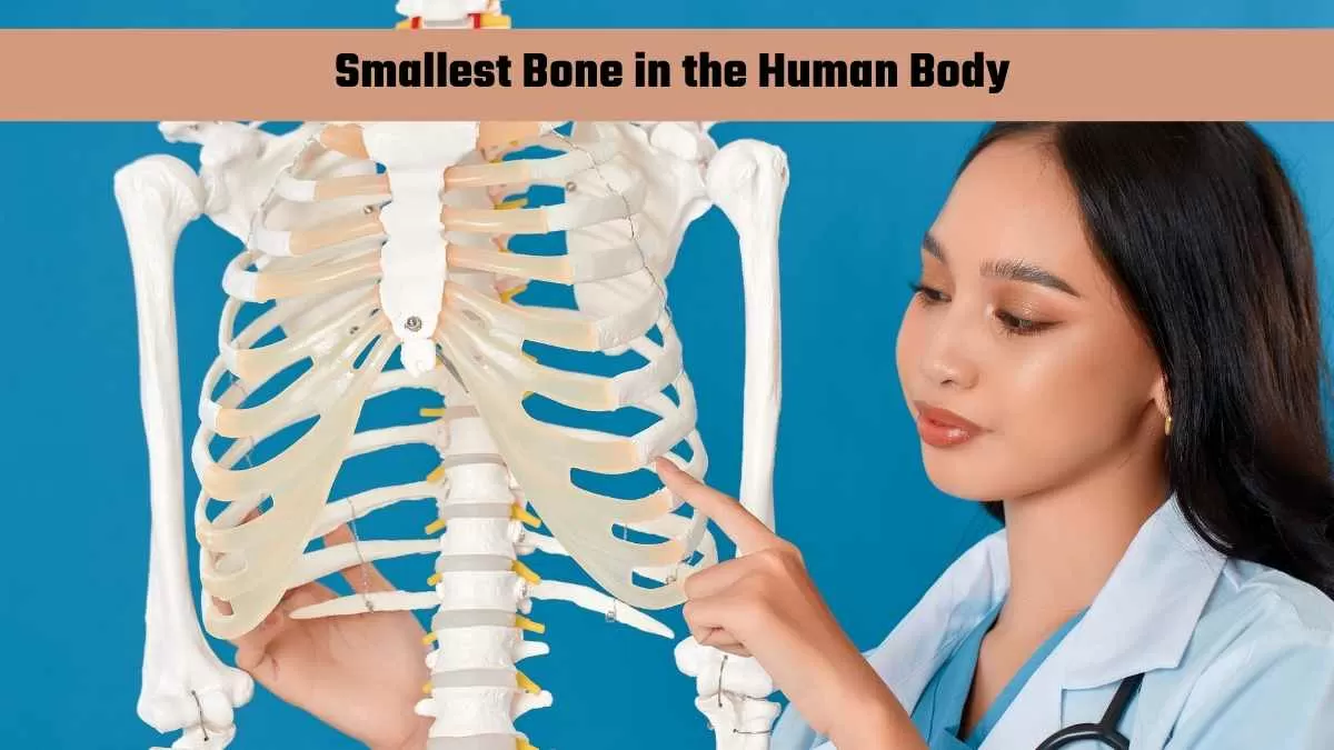 Smallest organ
