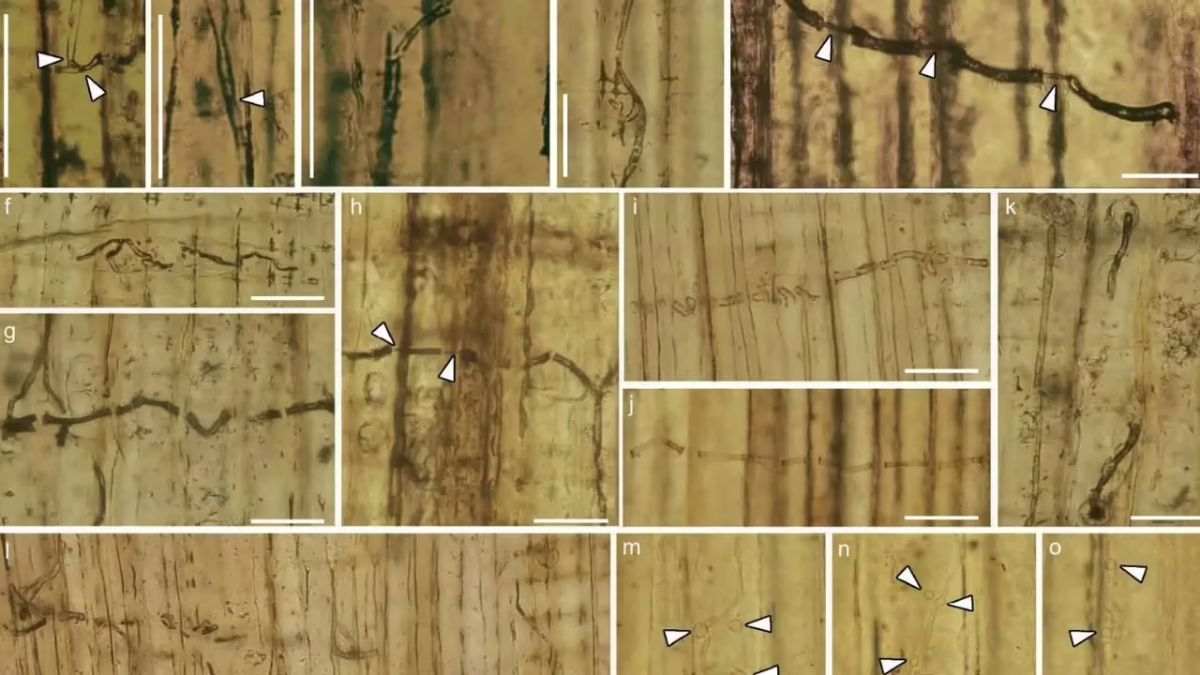 What is Blue-stain Fungi and Why it is Harmful for Trees? Check China Scientist Remarkable Discovery