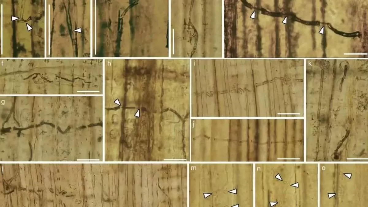 What is Blue-stain Fungi?