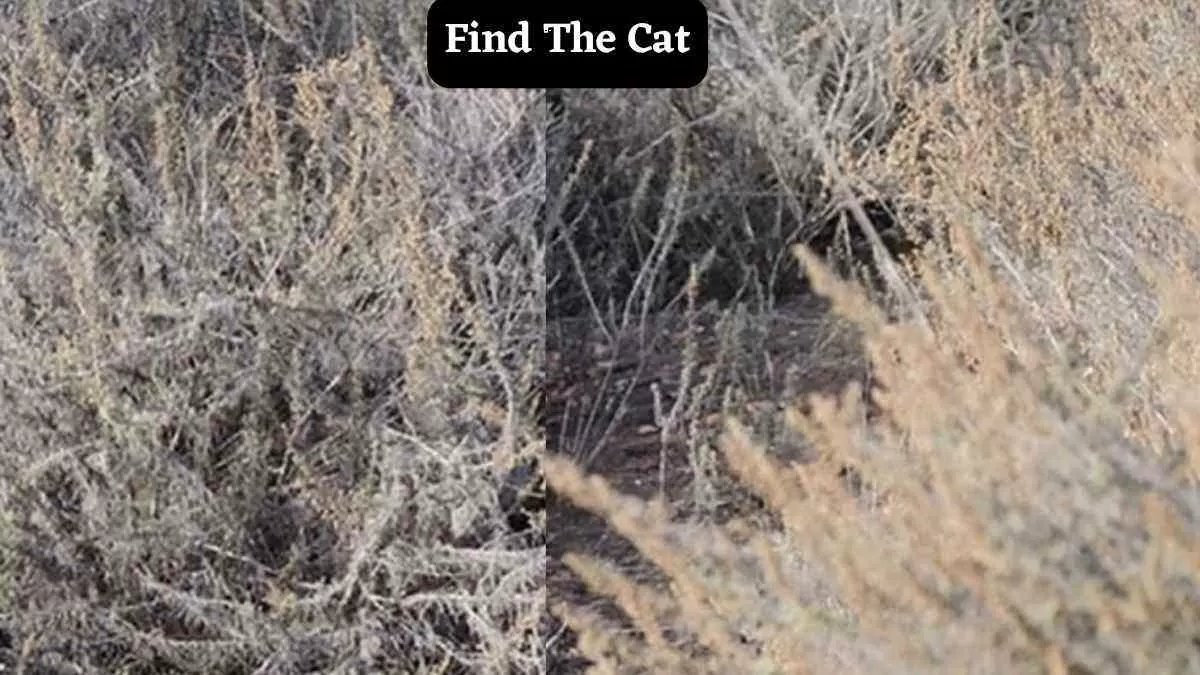 With Your Sniper Eye-Sight, Find The Cat In A Dry Bushland Area Just In 5 Seconds!