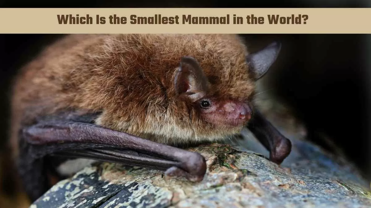 bumblebee bat