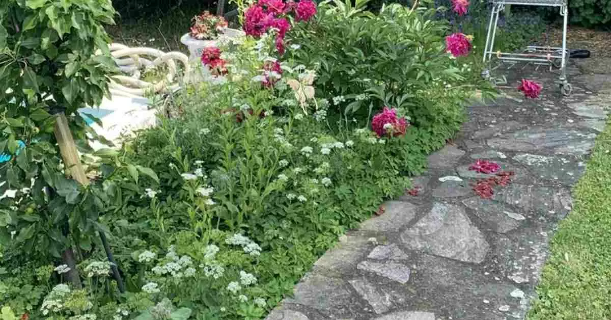 Spot the Hidden Cat in the Garden