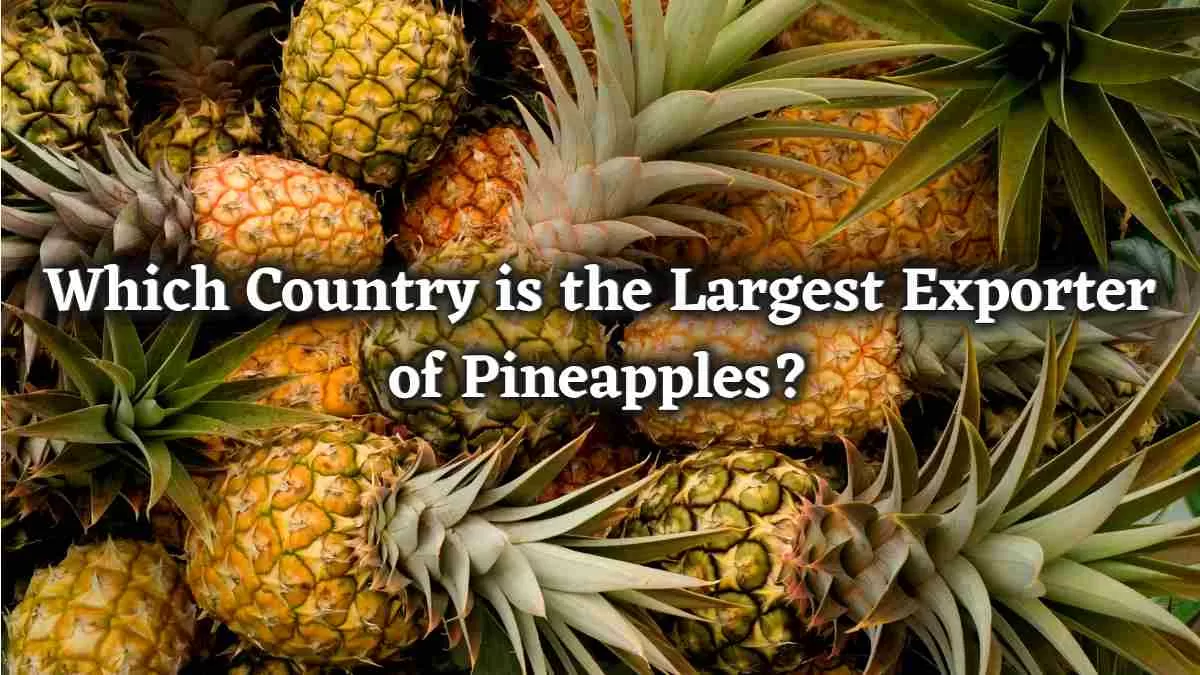 Which Country is the Largest Exporter of Pineapples?