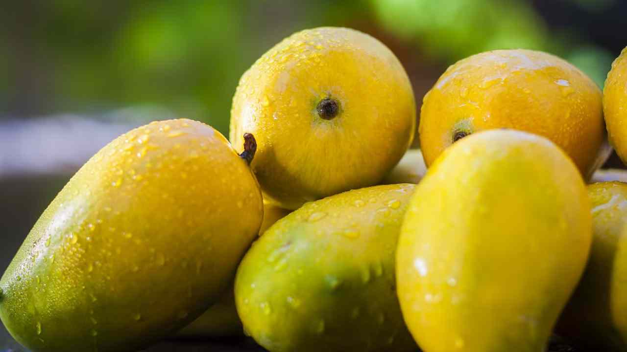 आखिर कैसे पड़ा आम का नाम 'लंगड़ा', जाने इसकी कहानी