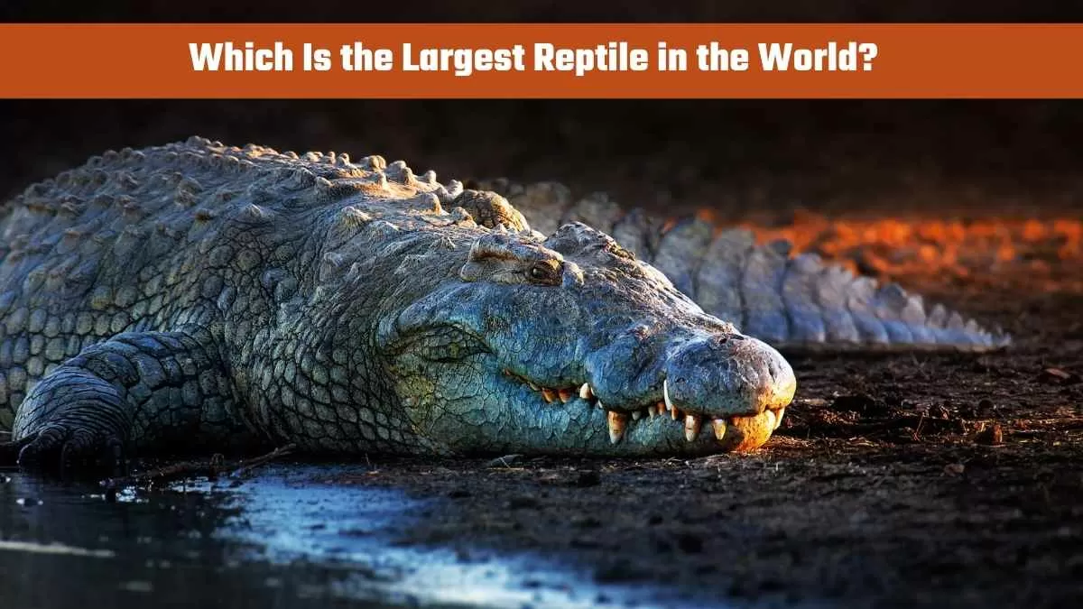 Largest Reptile in the World