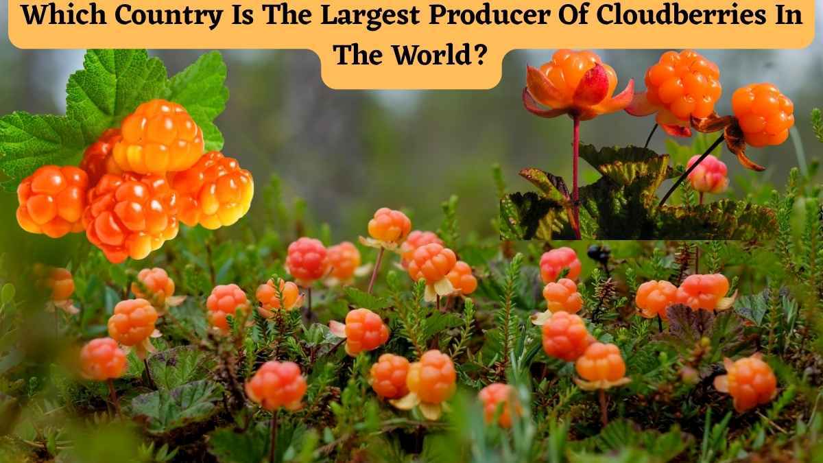 Which Country Is The Largest Producer Of Cloudberries In The World?