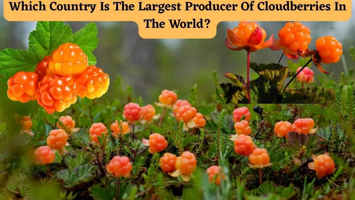 Which Country Is The Largest Producer Of Cloudberries In The World?