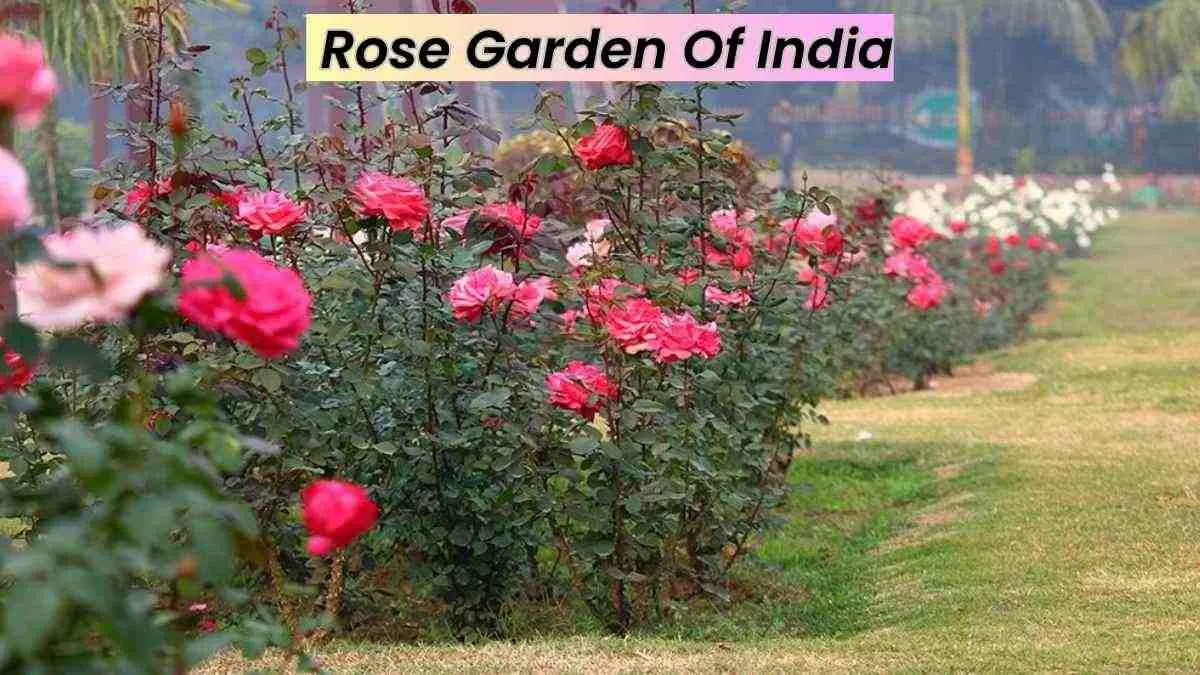 Which Indian City Is Known As The Rose Garden Of India?