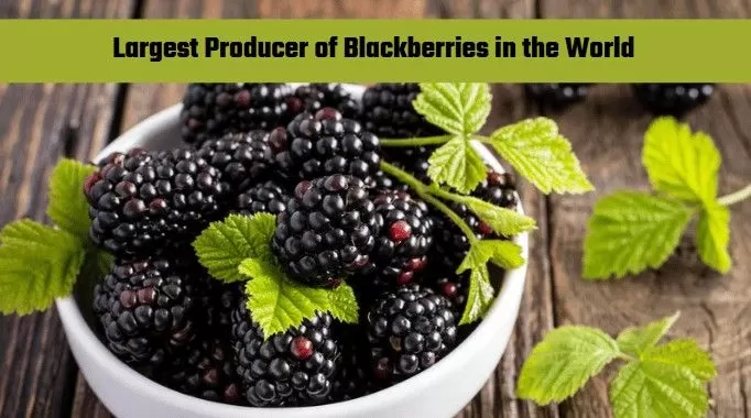 largest producer of blackberry