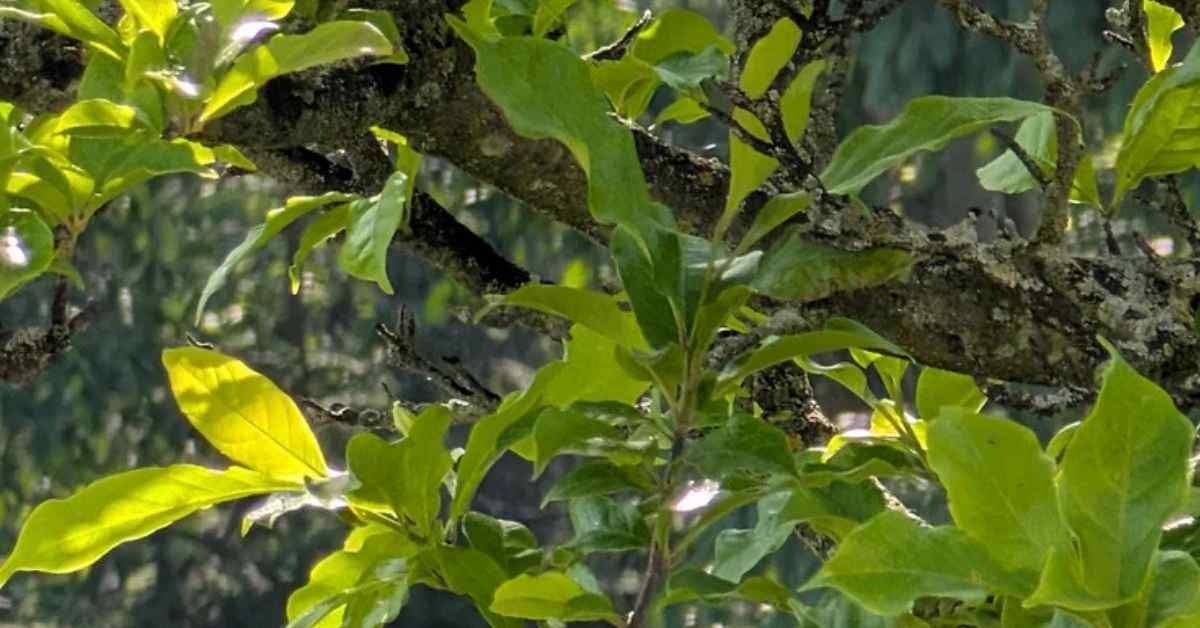 Is Your Bird-Watching Skill Good Enough to Find the Camouflaged Hummingbird Nestled in This Dense Forest Illusion?