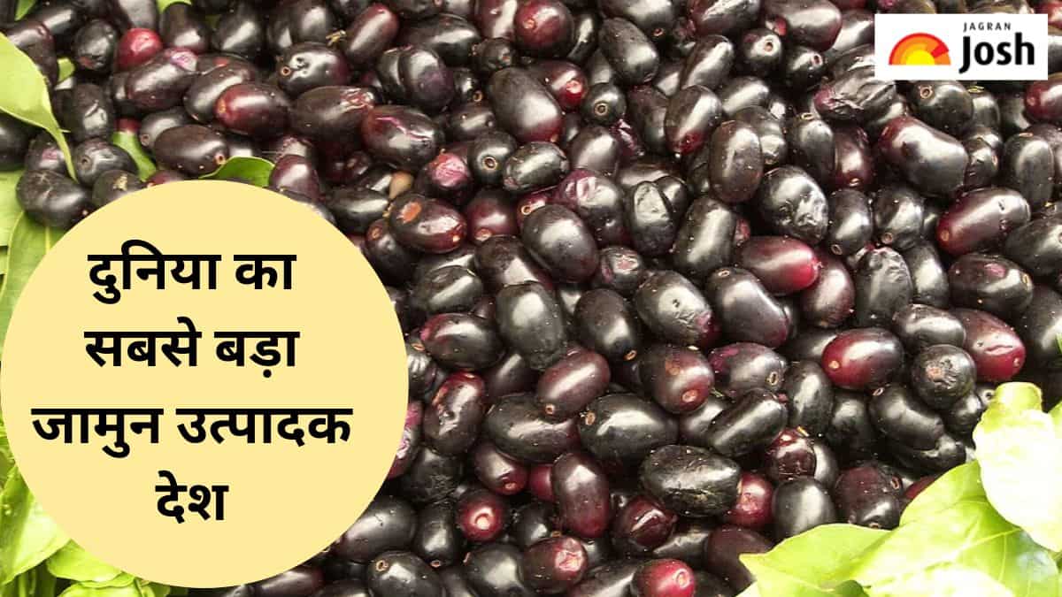 जामुन का सबसे बड़ा उत्पादक देश कौन-सा है, यहां जानें 