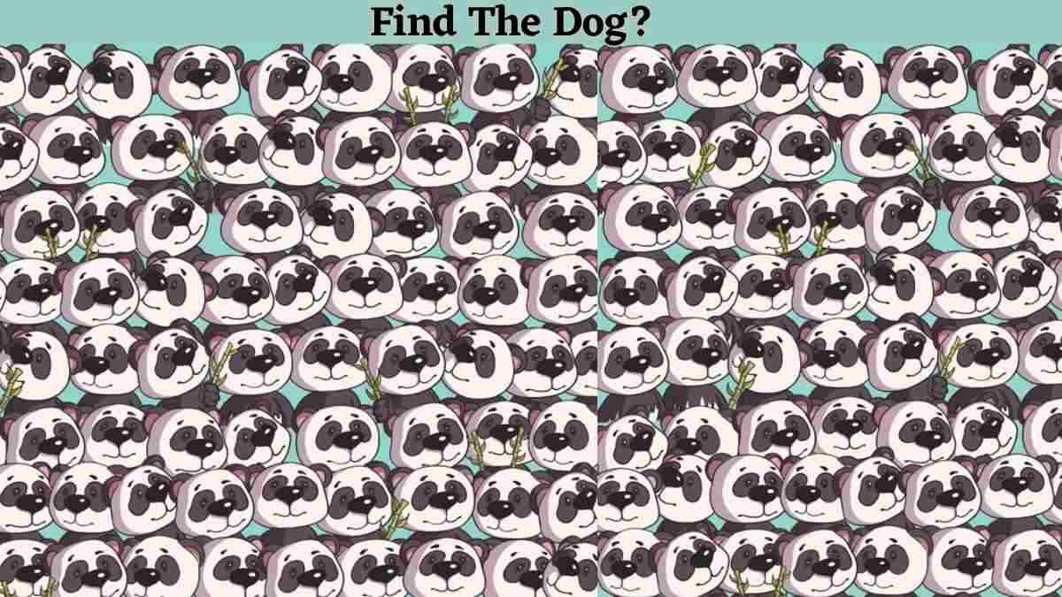 If You Possess 140+ IQ Level, Then Spot The Dog Among The Pandas!