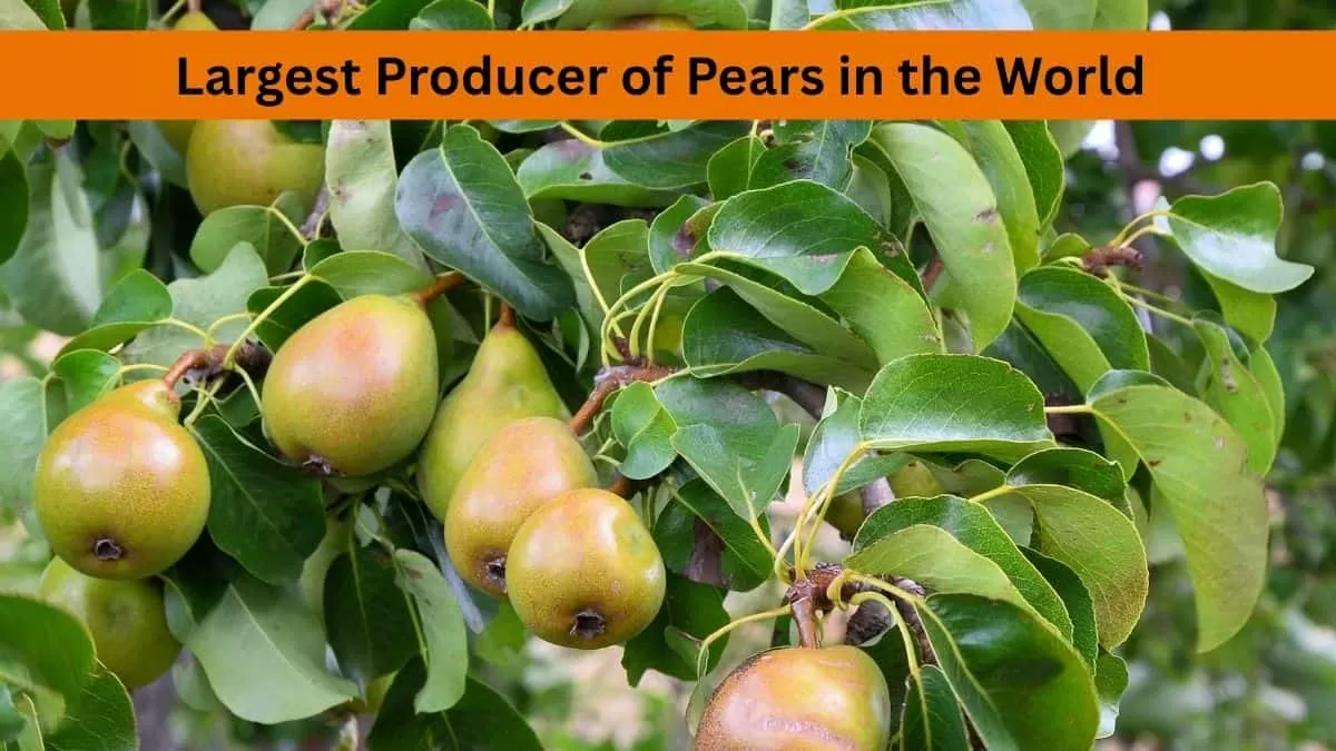 pear