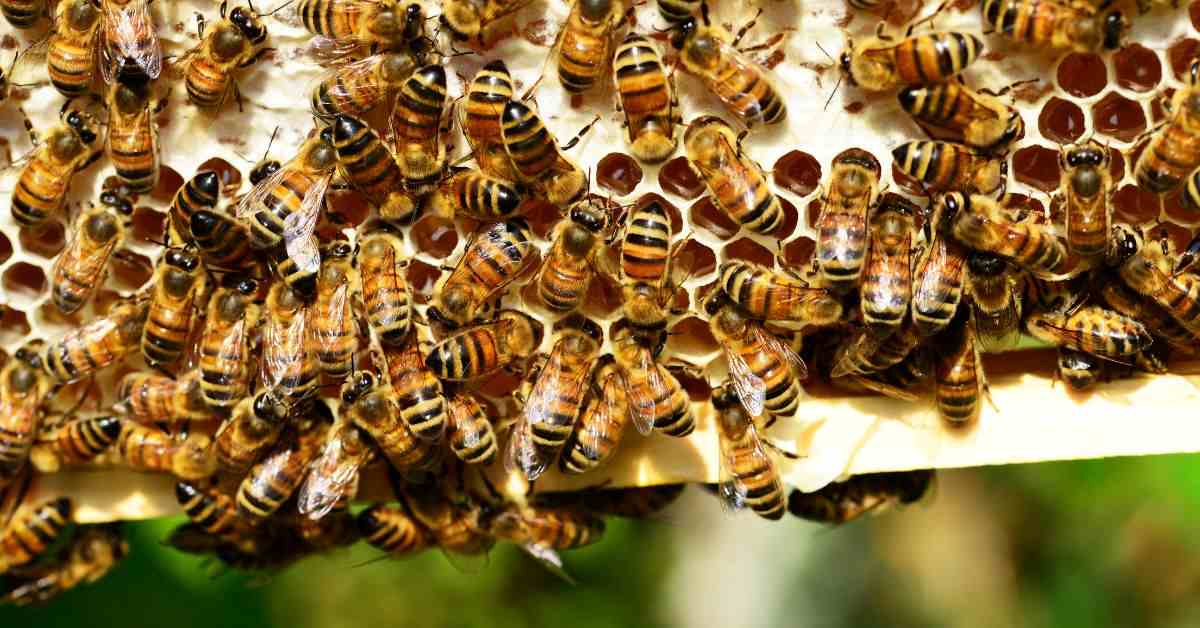 List of Top 10 Most Dangerous Bees in the World
