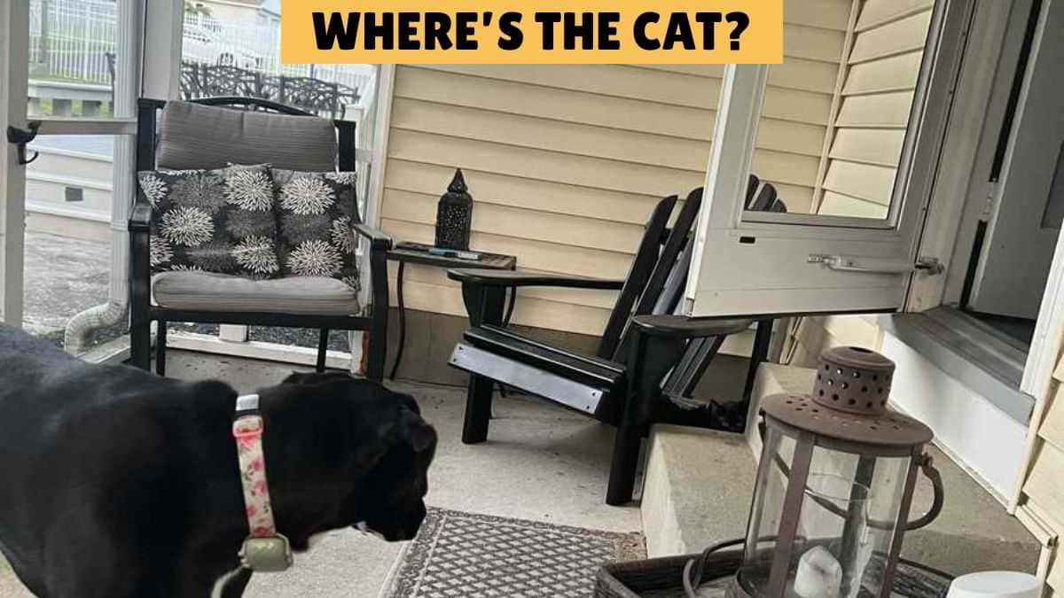 You Have the Sharpest Eyes if You Can Find the Hidden Cat in 11 Seconds!