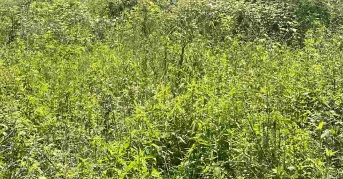 Find the Hidden Deer in this Challenging Optical Illusion IQ Test 