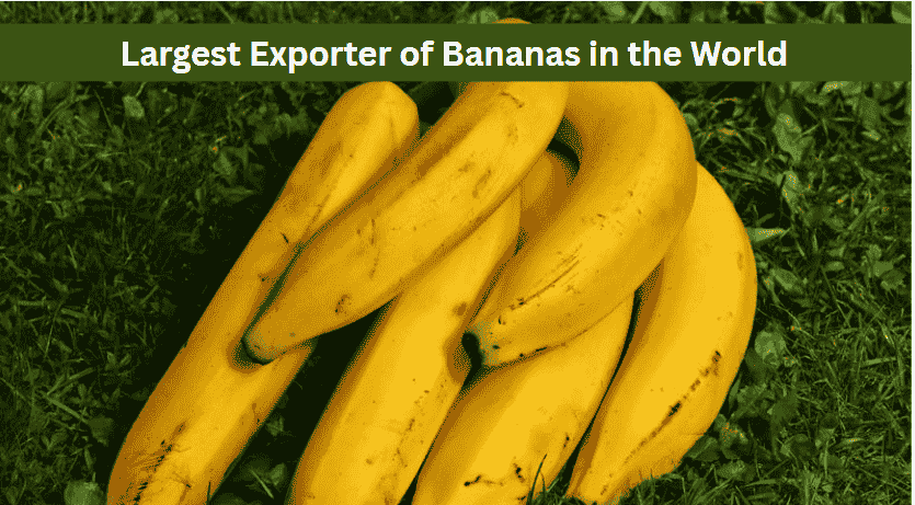 Which Country is the Largest Exporter of Bananas in the World?